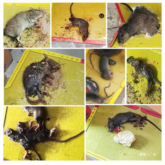 Armadilha adesiva extra forte – captura ratos rapidamente