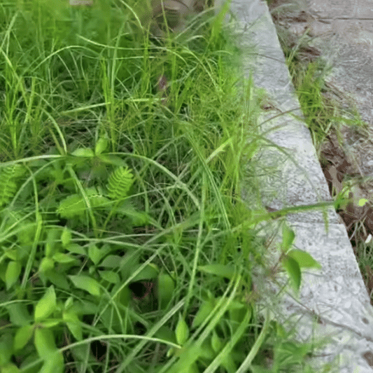 Cabeça de Corte para Roçadeira com 6 Lâminas em Aço