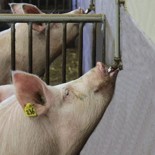 Bebedouro Automático em Inox 304 - Para Porcos, Cavalos e Ovelhas