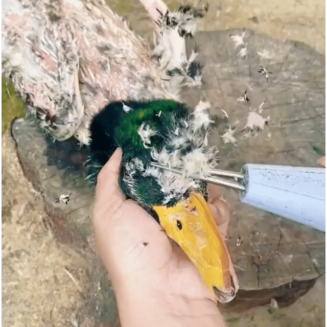 Depenadora de aves portátil – retira todas as penas em poucos minutos